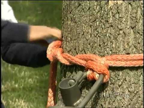 arborist rigging techniques
